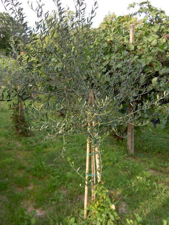 Agriturismo Monteortone أبانو تيرمي المظهر الخارجي الصورة