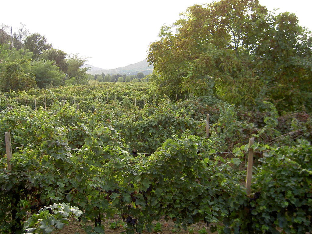 Agriturismo Monteortone أبانو تيرمي المظهر الخارجي الصورة